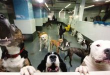 Thumbnail - grey supratile added to doggy day care